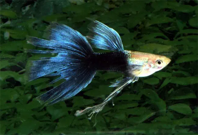 ماهی گوپی . واگذاری|ماهی|فولادشهر, A1|دیوار