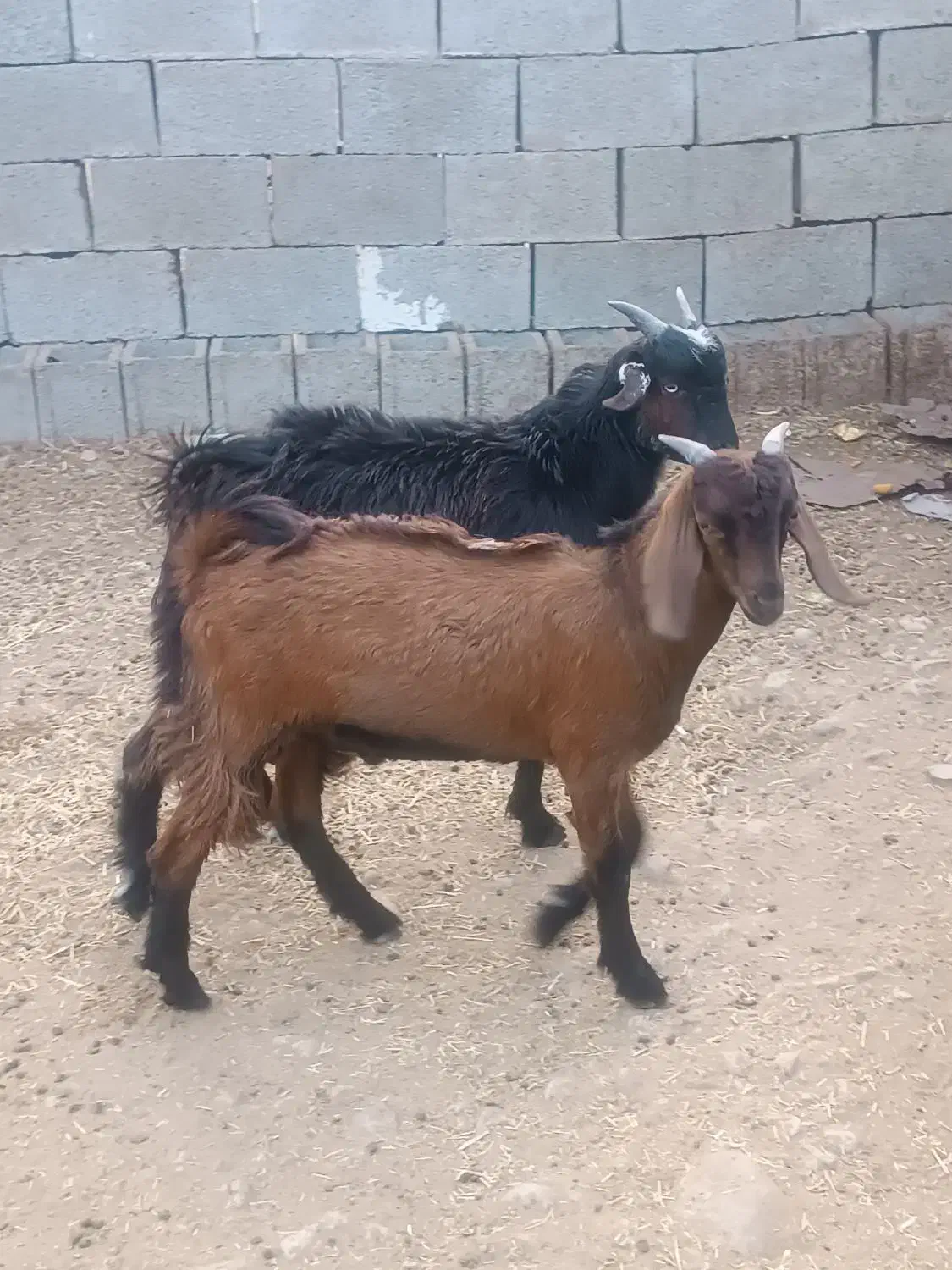 چهار کهره نر چاق چاق|حیوانات مزرعه|برازجان, |دیوار