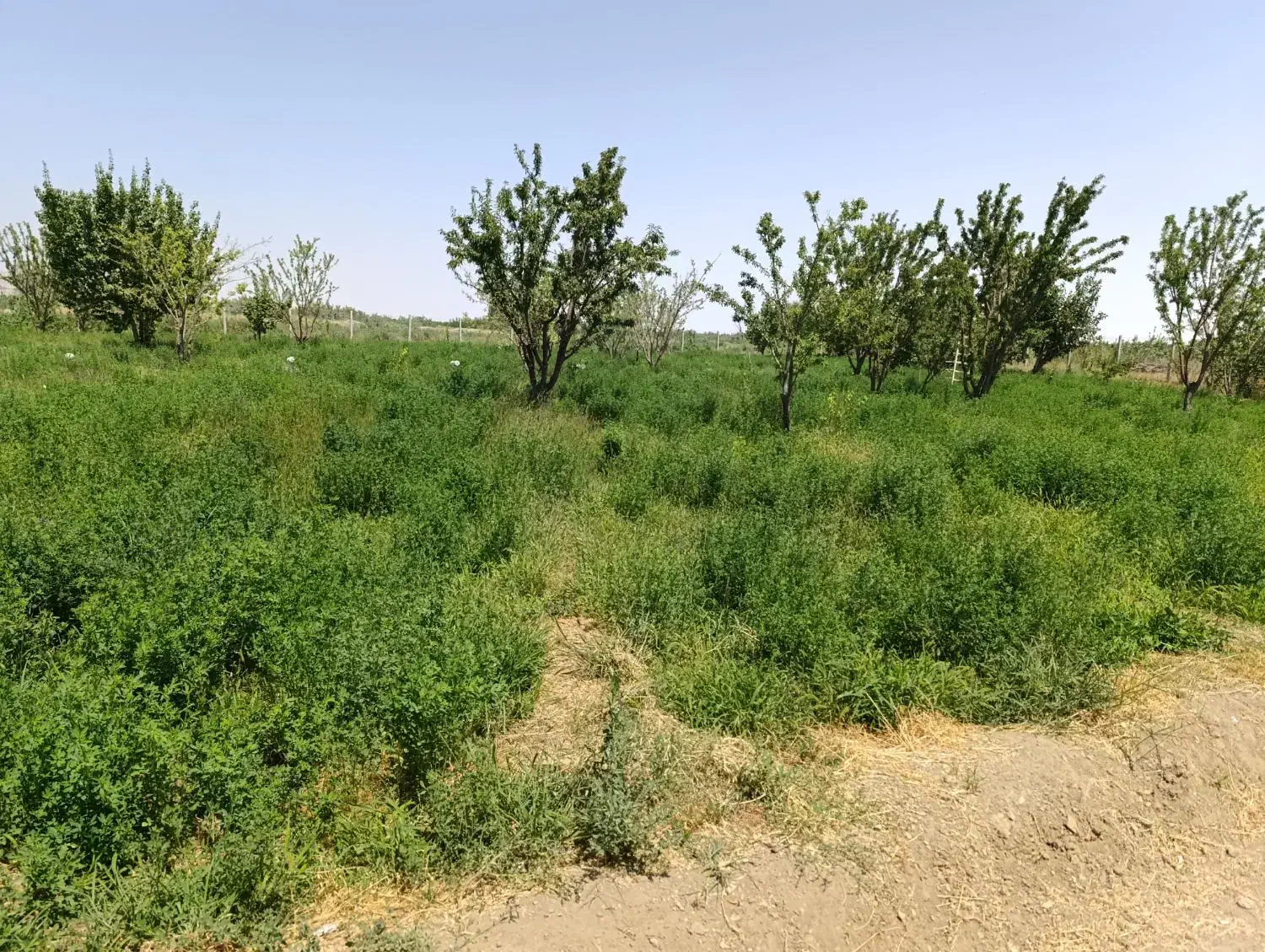 باغ و باغچه روستای حصار حاجیلار ( کشتیبان)|فروش خانه و ویلا|ارومیه, |دیوار