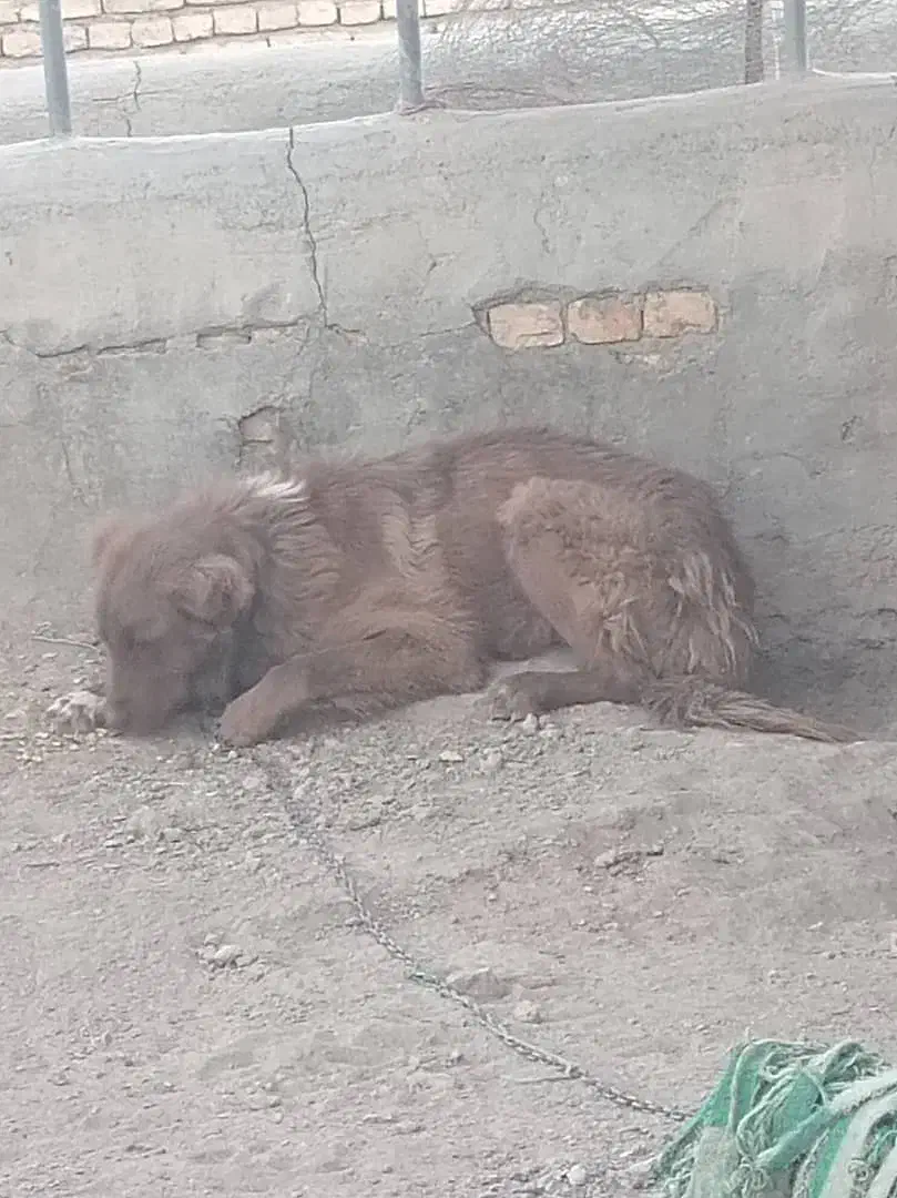 سگ نر|سگ|اژیه, |دیوار