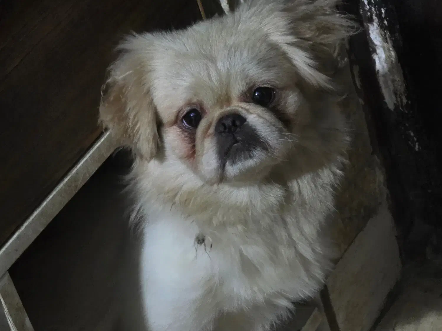 سگ پیکینیز ماده عقیم شده یک ساله|سگ|قائمشهر, |دیوار