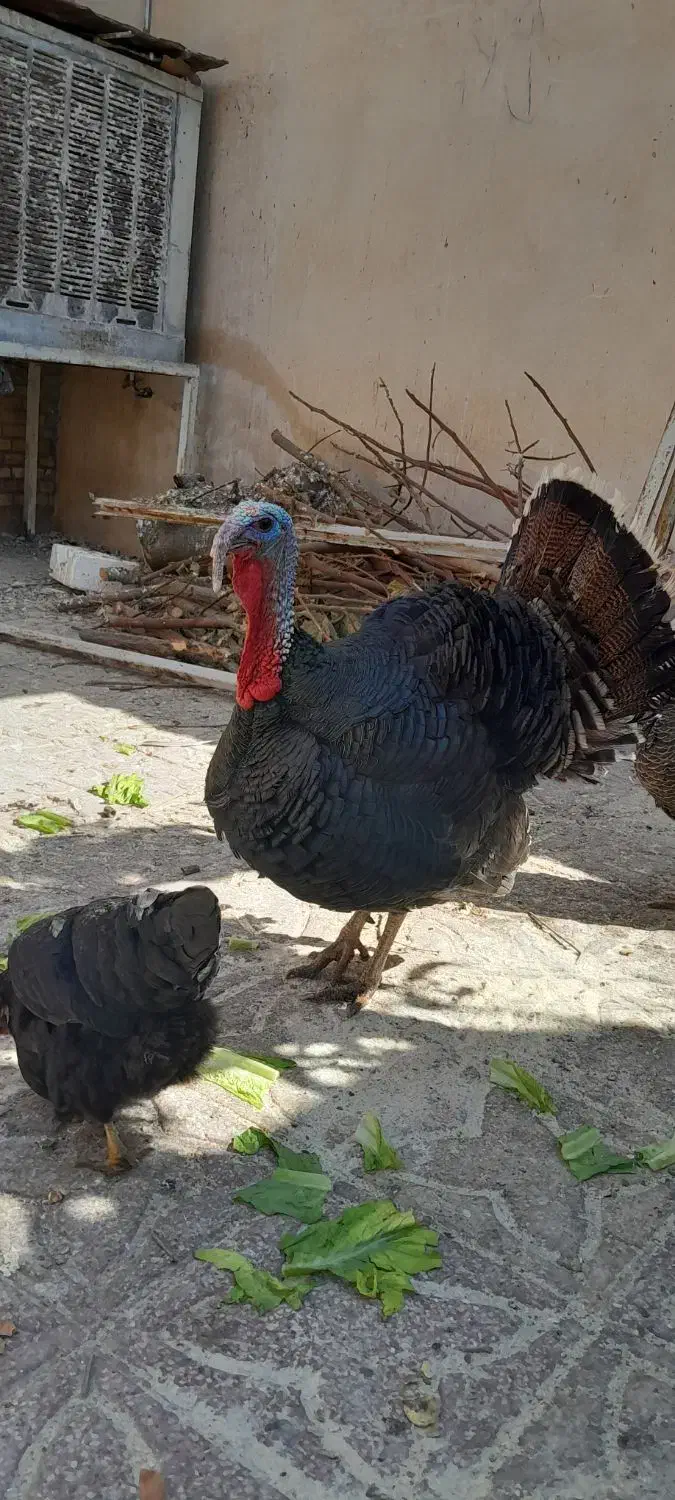 بوقلمون برنز نروماده اصل محلی جهرم|حیوانات مزرعه|جهرم, |دیوار