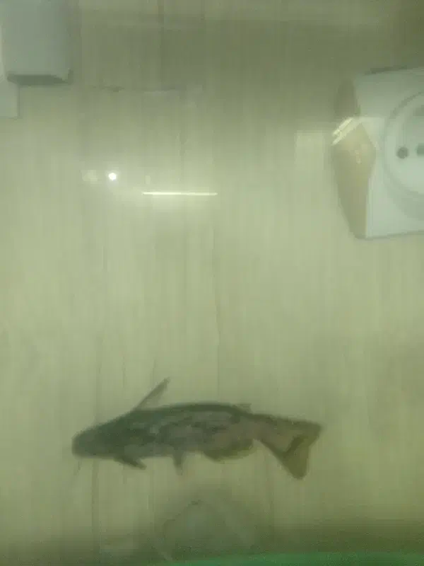 فروش و یا تعویض ماهی. گرین ترور و کت درختی|ماهی|فلاورجان, |دیوار