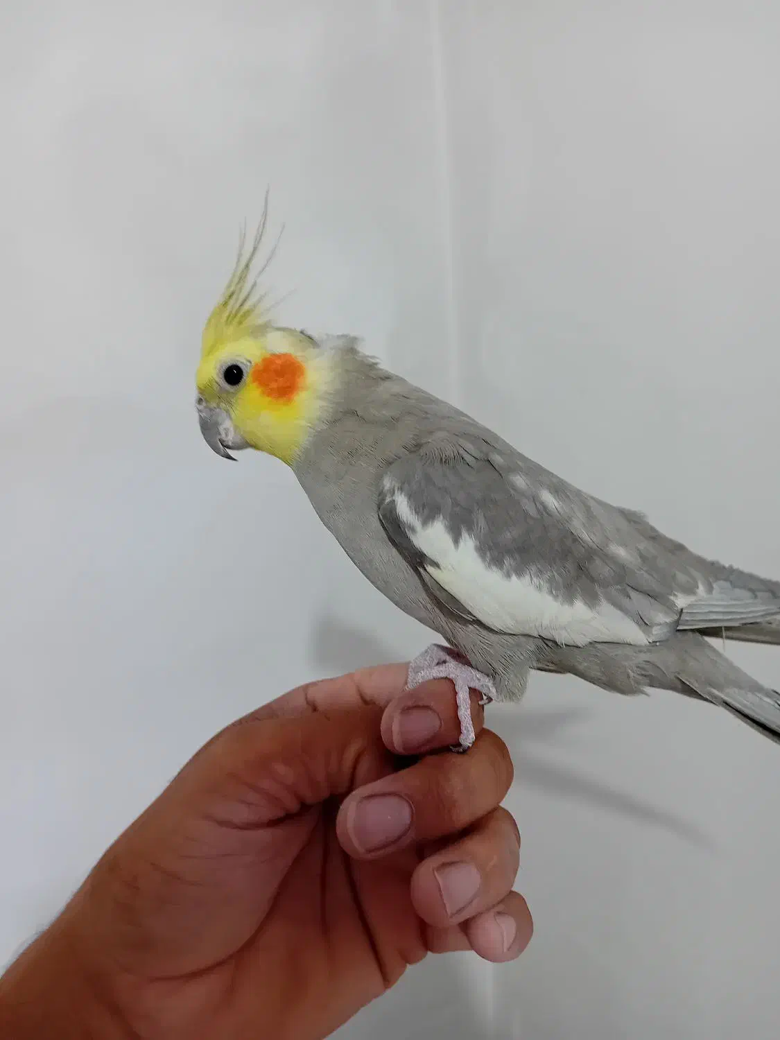 عروس هلندی|پرنده|شهریار, اسد‌آباد|دیوار