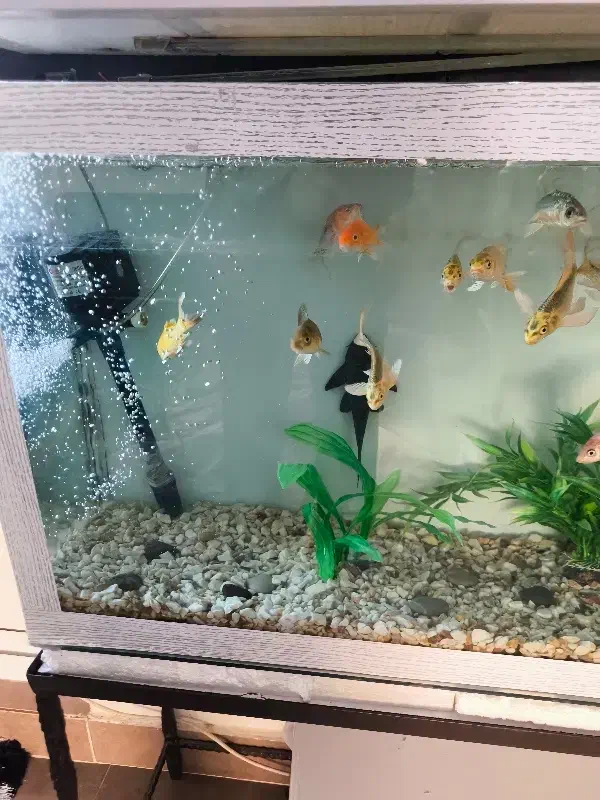 آکواریوم کامل با ماهی کوی سوپر باله|ماهی|بروجرد, |دیوار