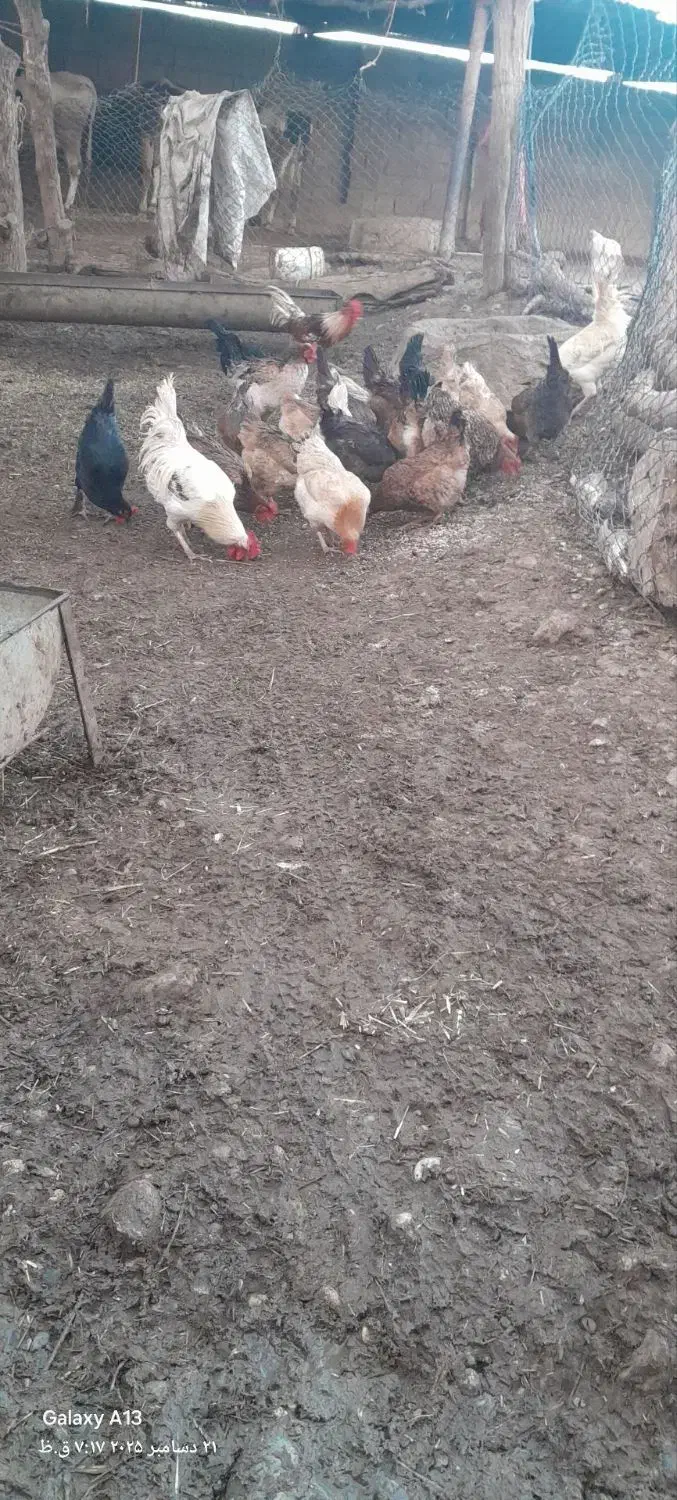 مرغ و خروس وبارنه|حیوانات مزرعه|گتوند, |دیوار