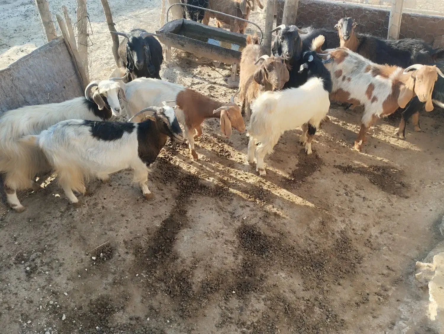 باسلام تعداد10رس بزجوان توشتیرسالم بشرط|حیوانات مزرعه|درب گنبد, |دیوار