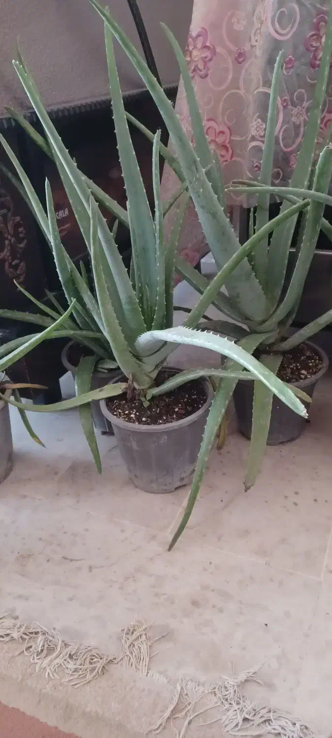 ۱۲گلدان الوئه ورا|گل و گیاه طبیعی|ماسال, |دیوار