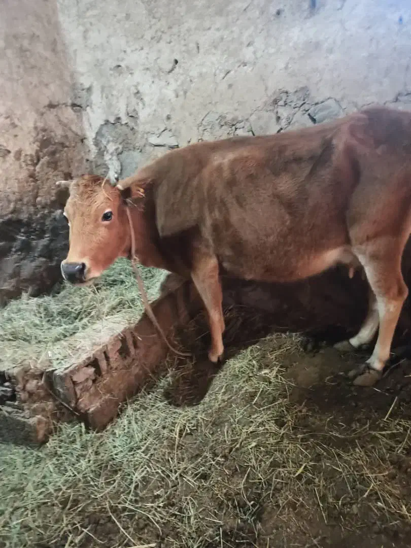 گاو محلی|حیوانات مزرعه|صومای برادوست, |دیوار