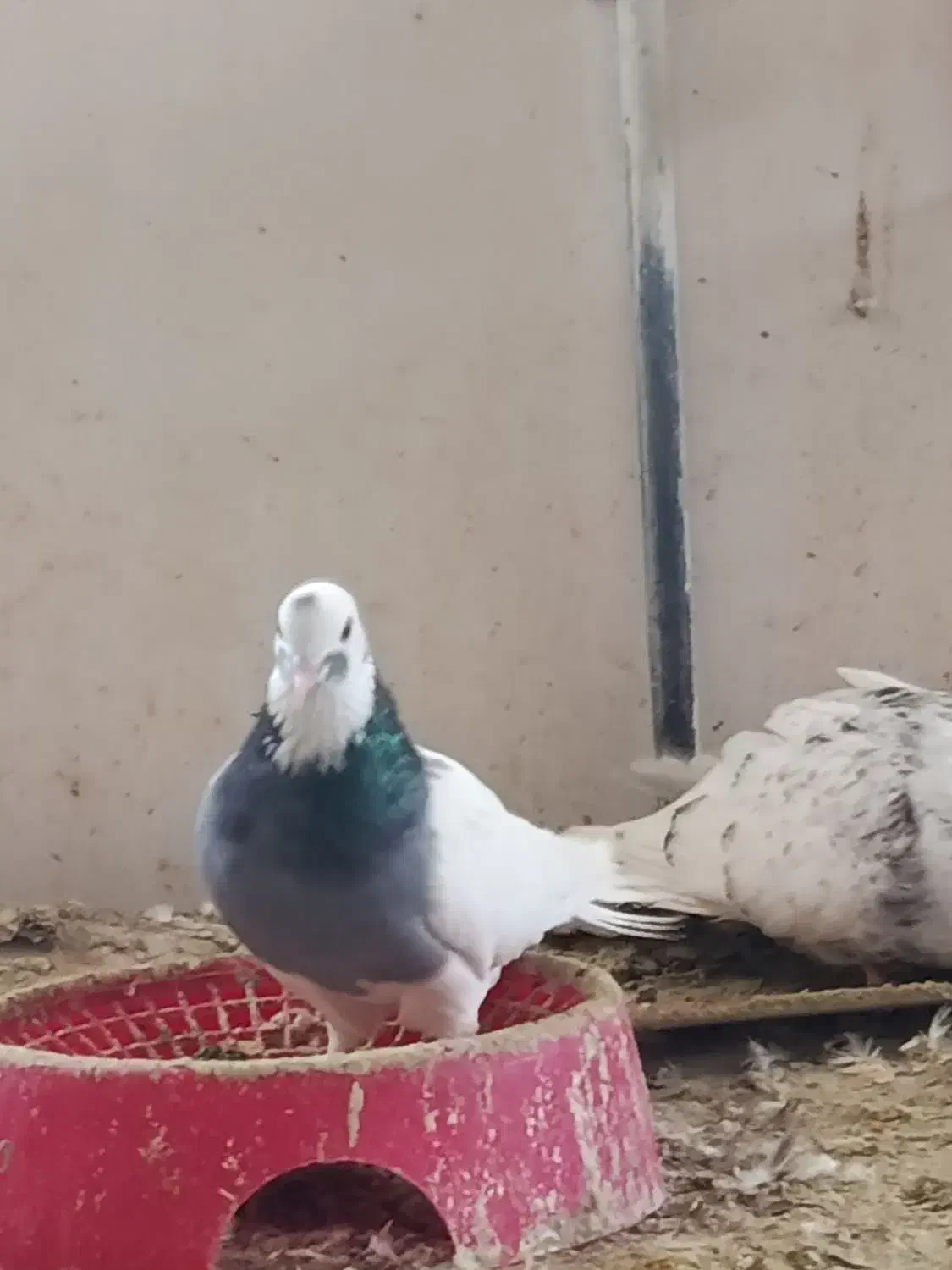 کبوتر|پرنده|فسا, |دیوار