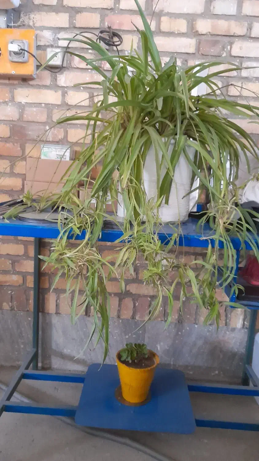 گل گندمی|گل و گیاه طبیعی|مشهد, ایثارگران|دیوار