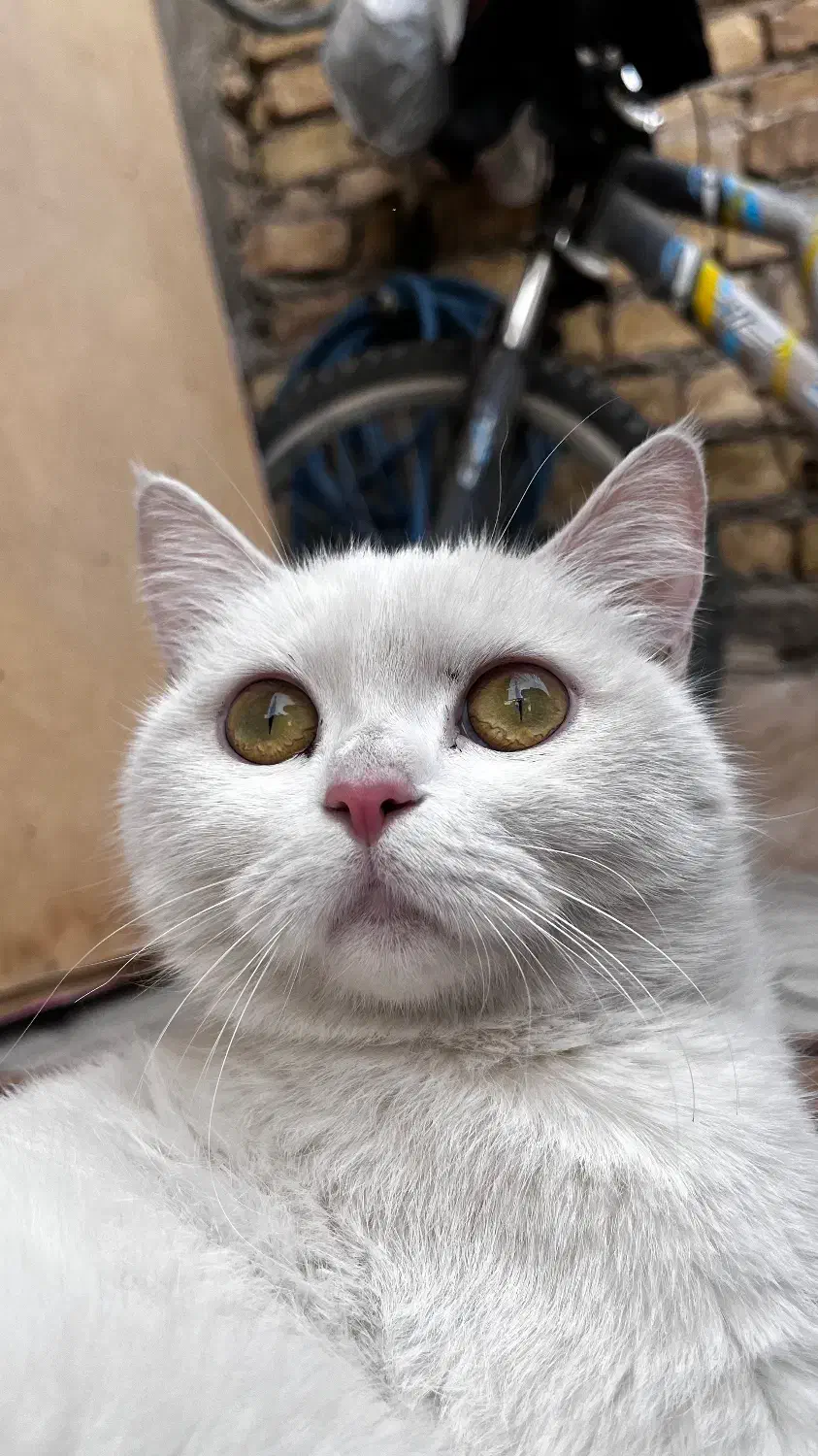 واگزاری بریتیش|گربه|مرودشت, بیست متری بیمارستان|دیوار