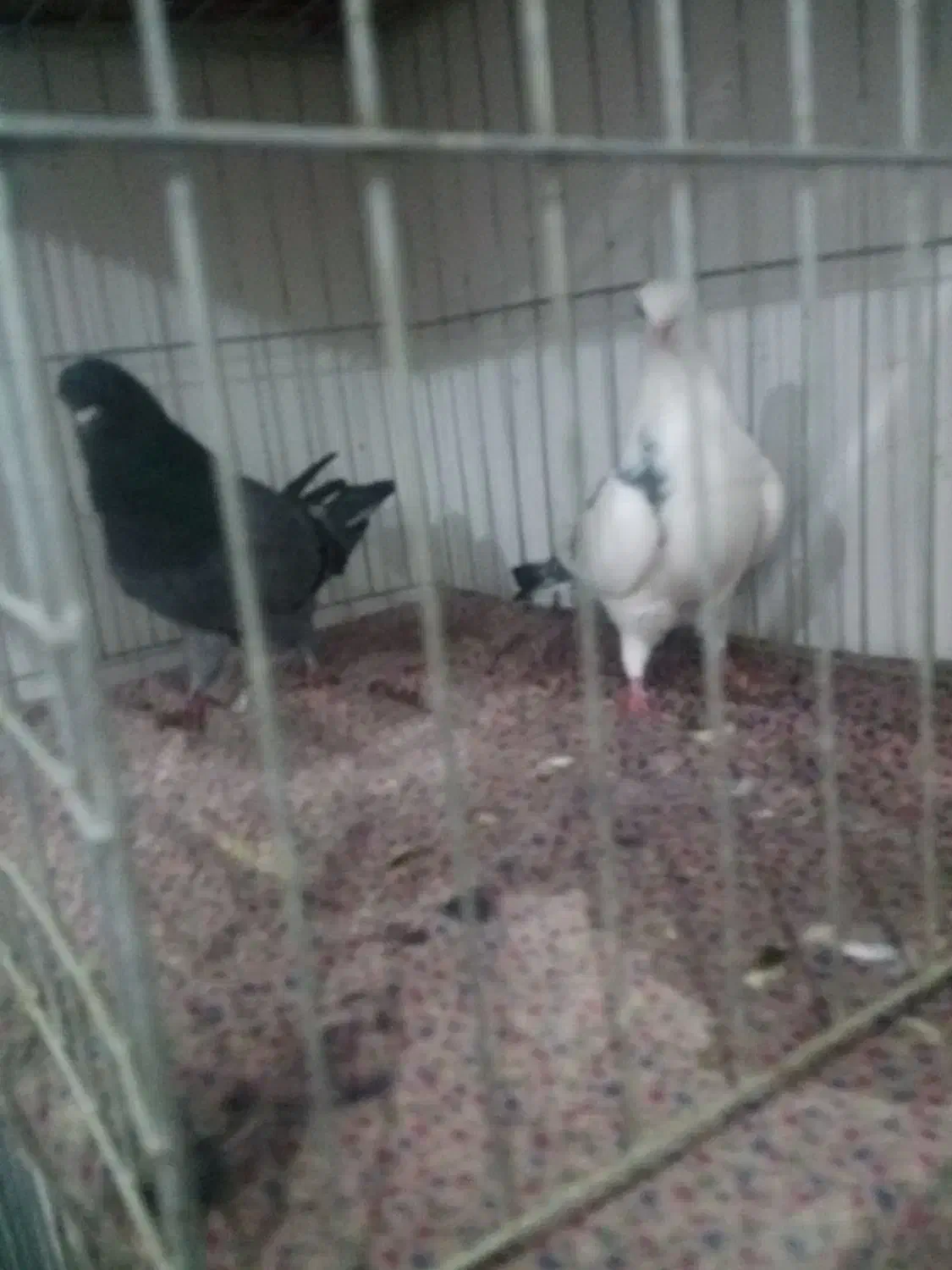 چند جفت کفتر ناب|پرنده|پارس‌آباد, |دیوار