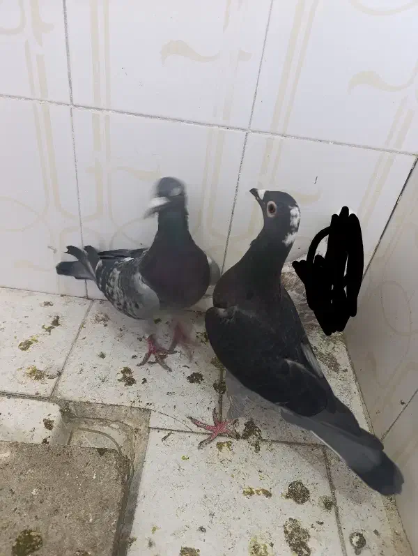 کفتر|پرنده|چناران, |دیوار