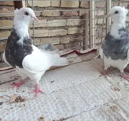 کبوتر‌طوقی|پرنده|یزد, |دیوار