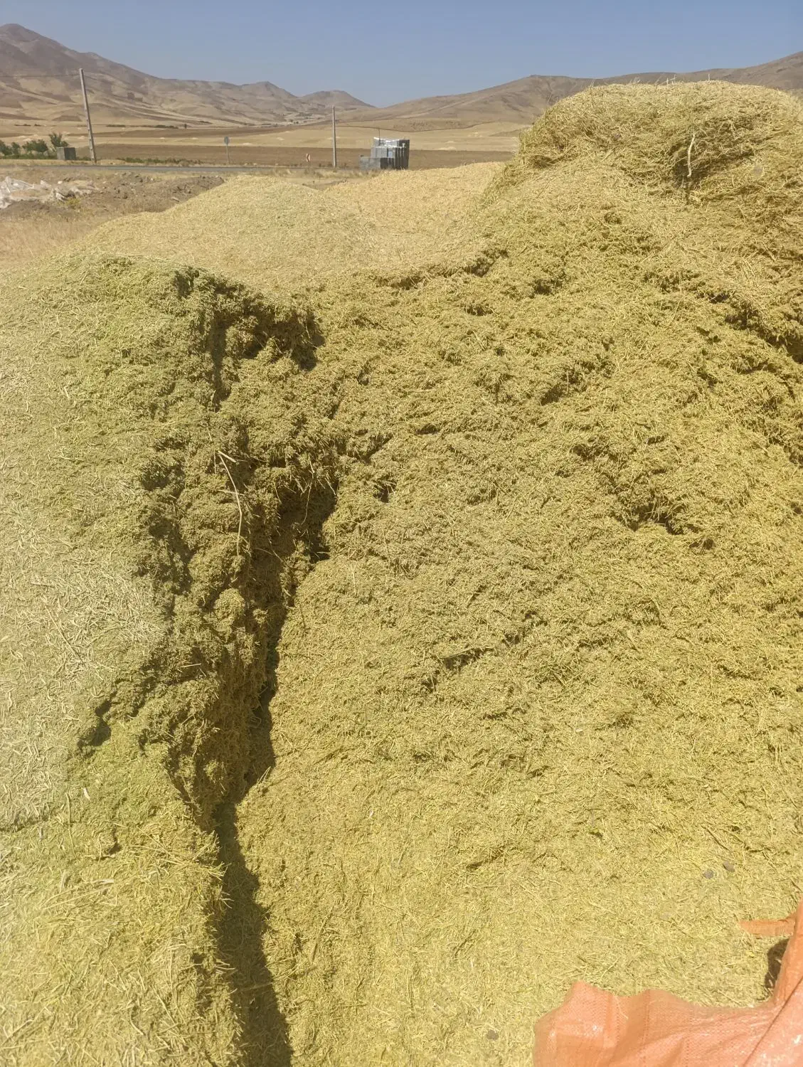 کاه عدس سبز امسال|لوازم جانبی حیوانات|نورآباد ممسنی, |دیوار