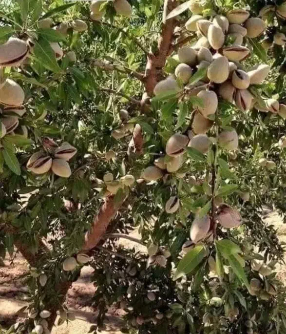 تولیدفروش نهال|عمدهفروشی|میاندوآب, |دیوار