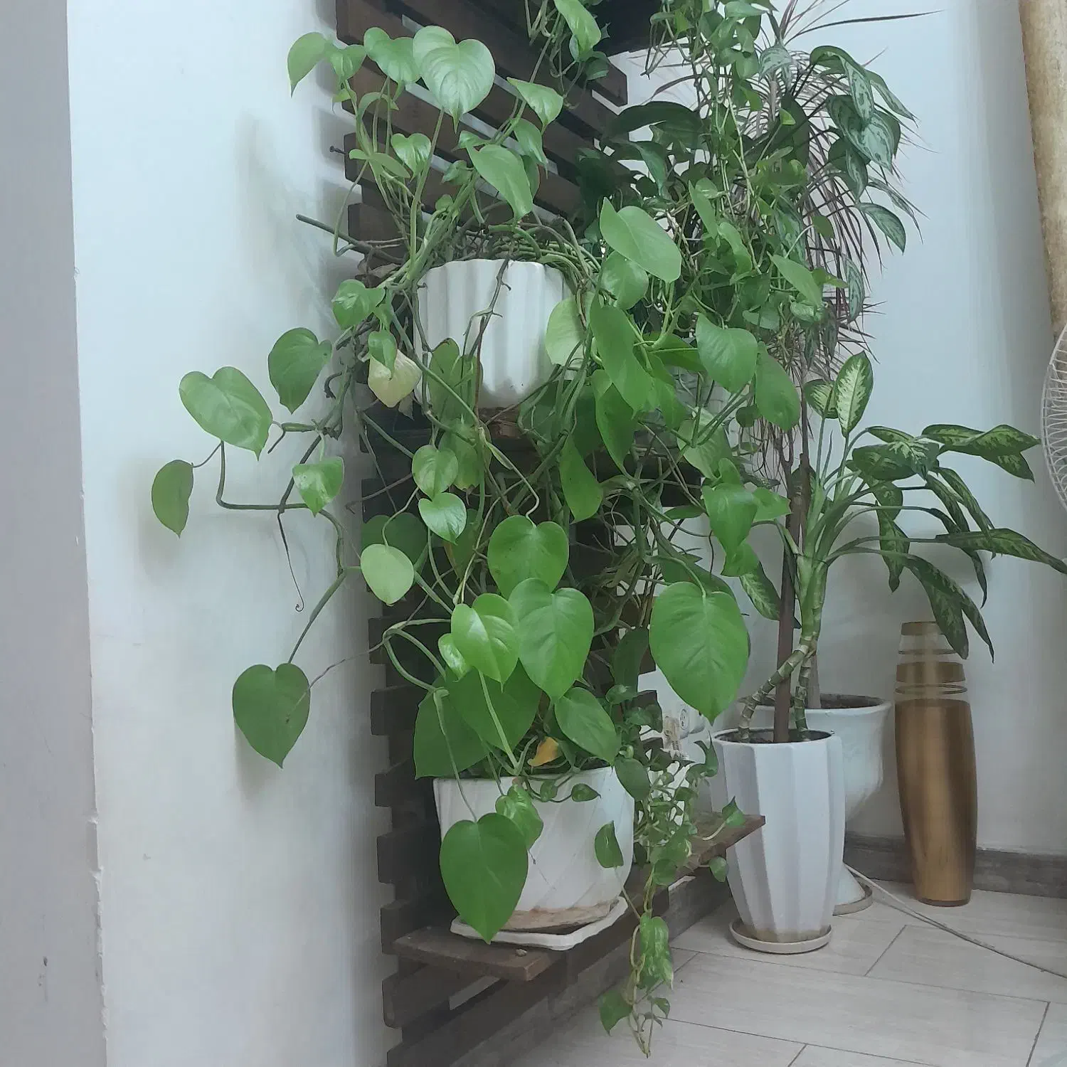 استند گل دیواری|کتابخانه، شلف، قفسه‌های دیواری|آمل, |دیوار