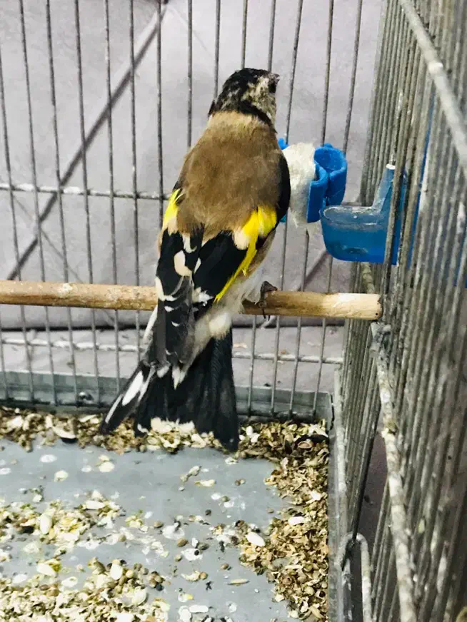 جوجه سهره رسمی گردن کلفت عطیقه|پرنده|پاکدشت, حصار امیر|دیوار