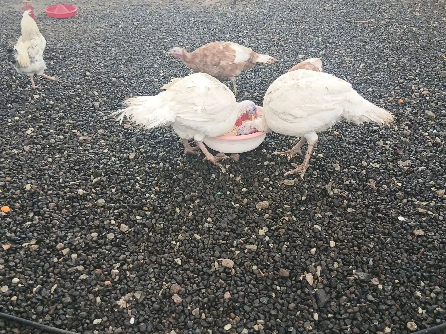 بوقلمون نر|حیوانات مزرعه|صحنه, |دیوار