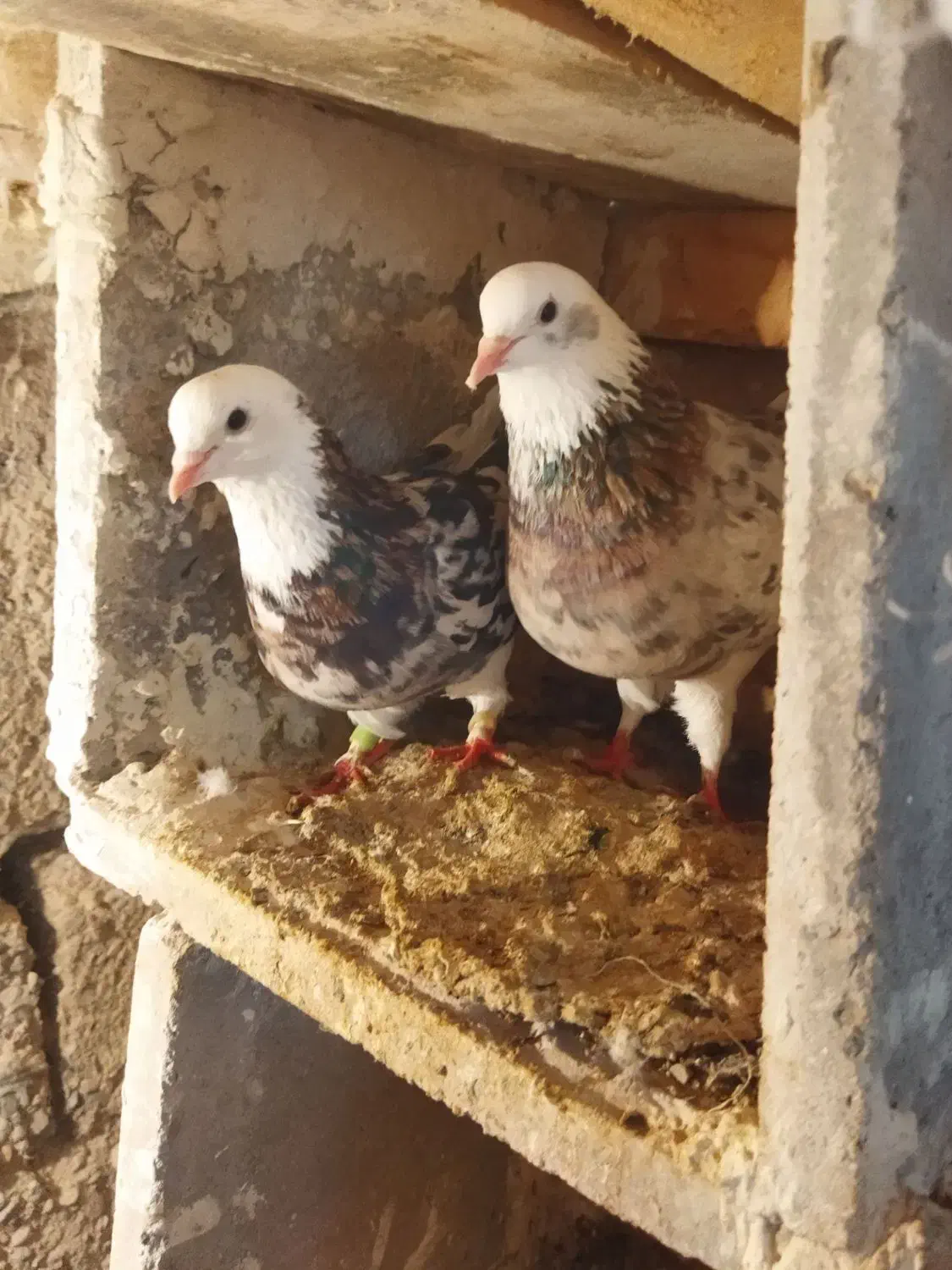 کبوتر|پرنده|نوشین شهر, |دیوار