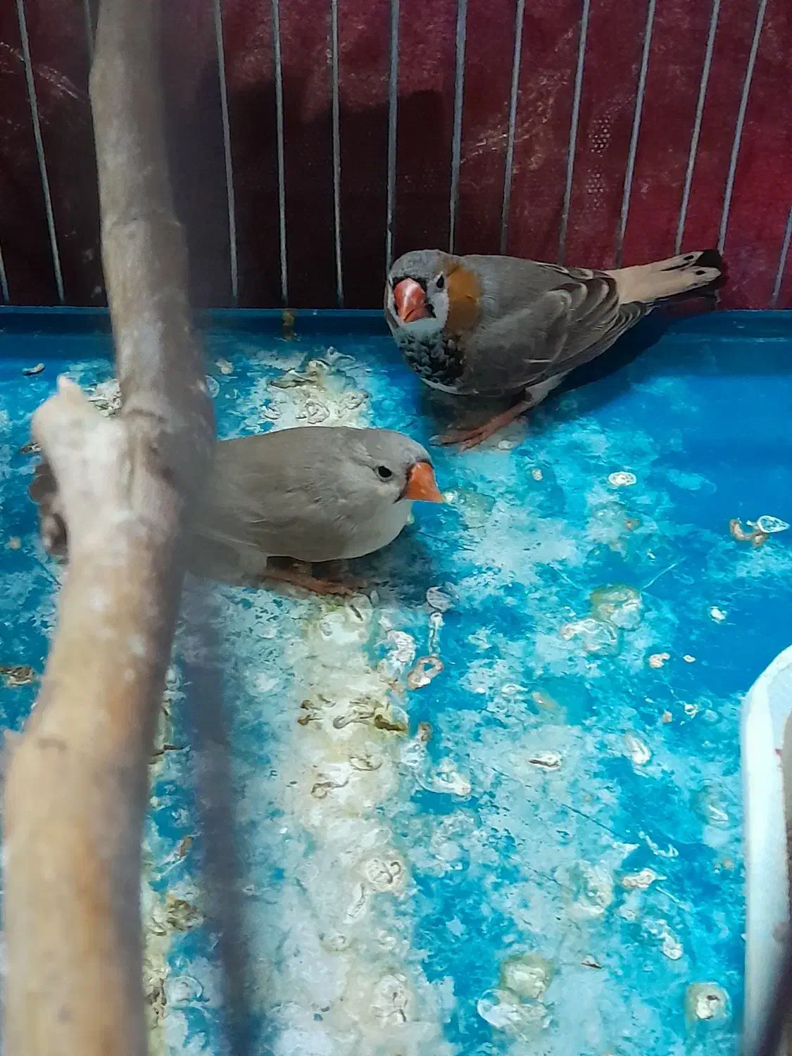 فنج|پرنده|خرم‌آباد, |دیوار