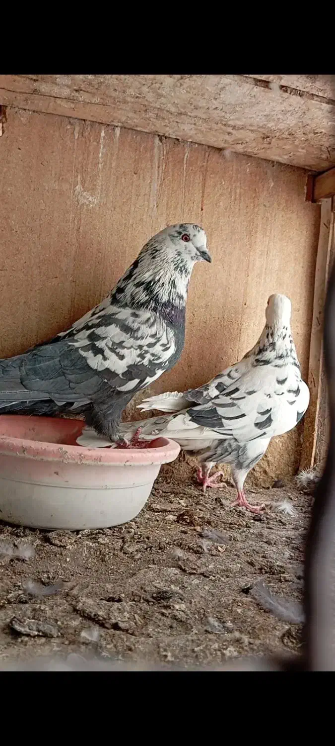 کفتر|پرنده|سیرجان, |دیوار