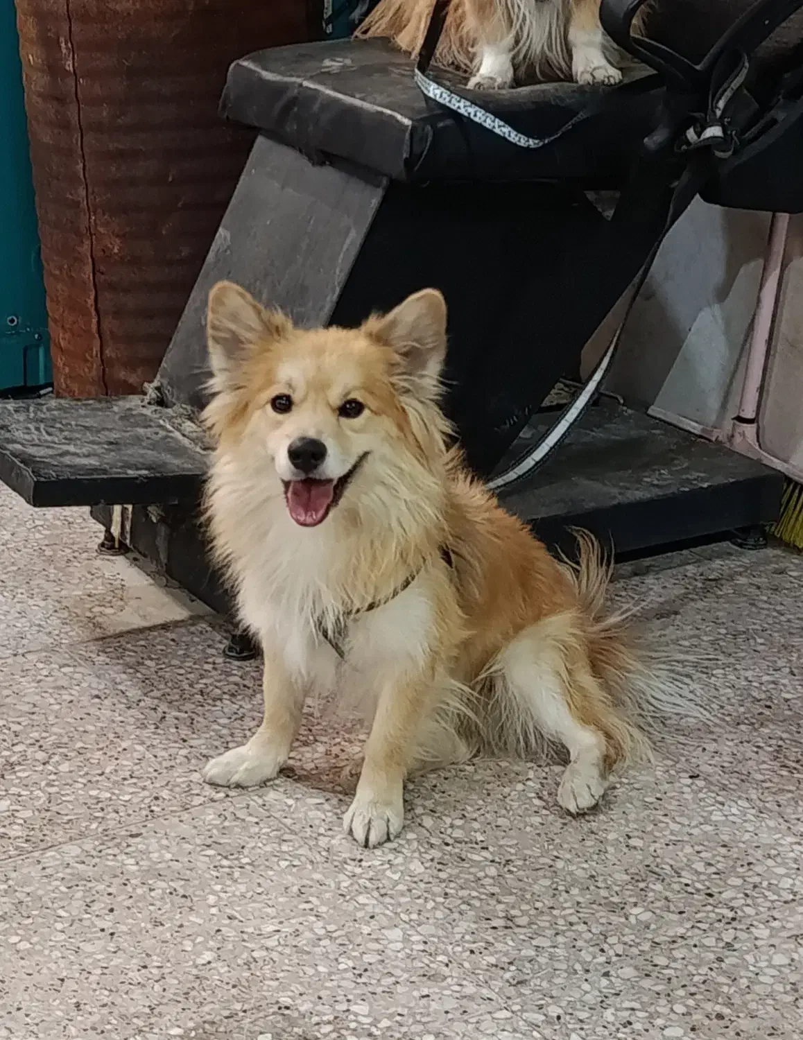 واگذاری یه قلاده هاپو کوچولو|سگ|شیراز, سیاه سنگ|دیوار