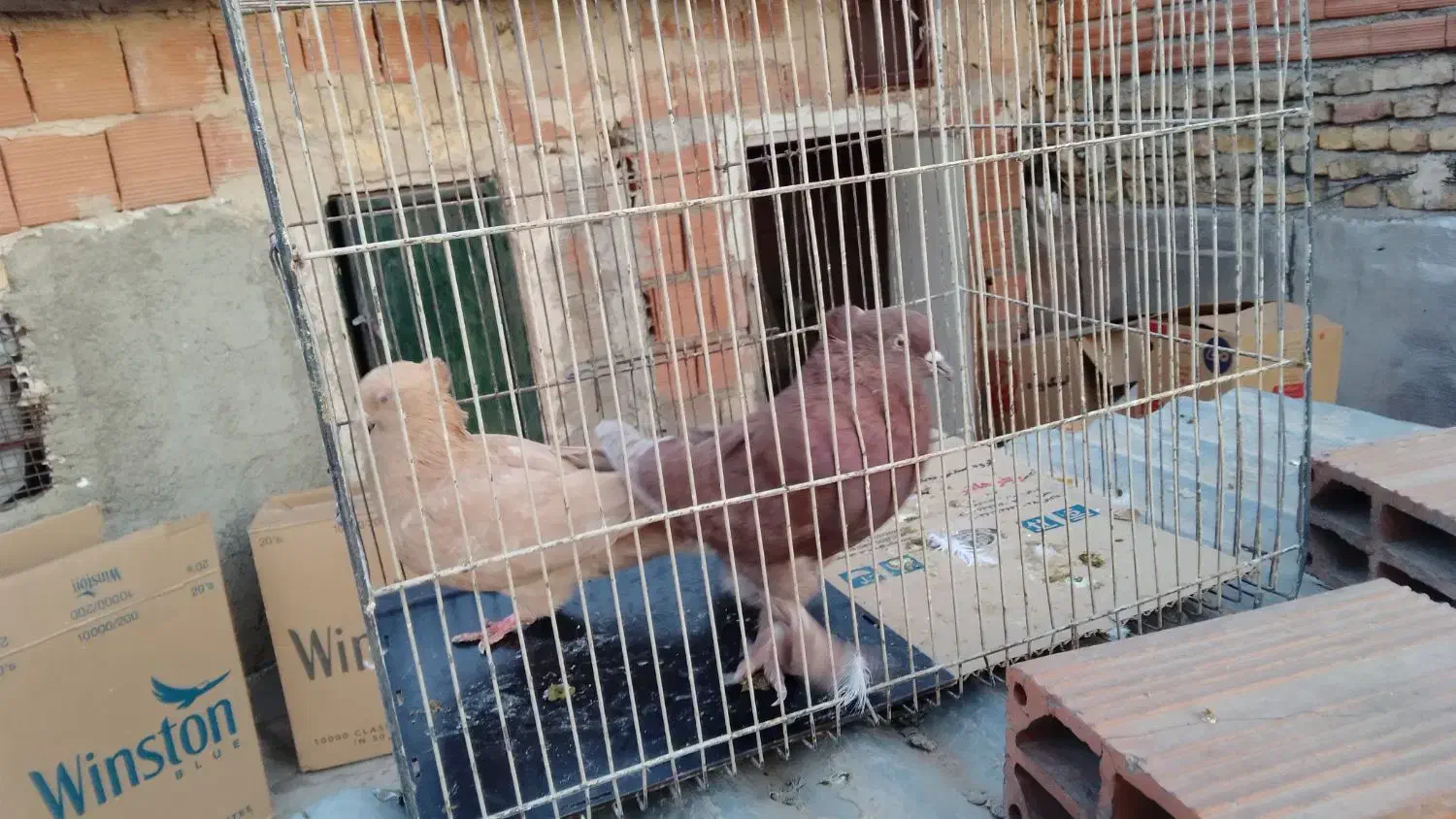 کبوتر پرشی سید|پرنده|بومهن, |دیوار