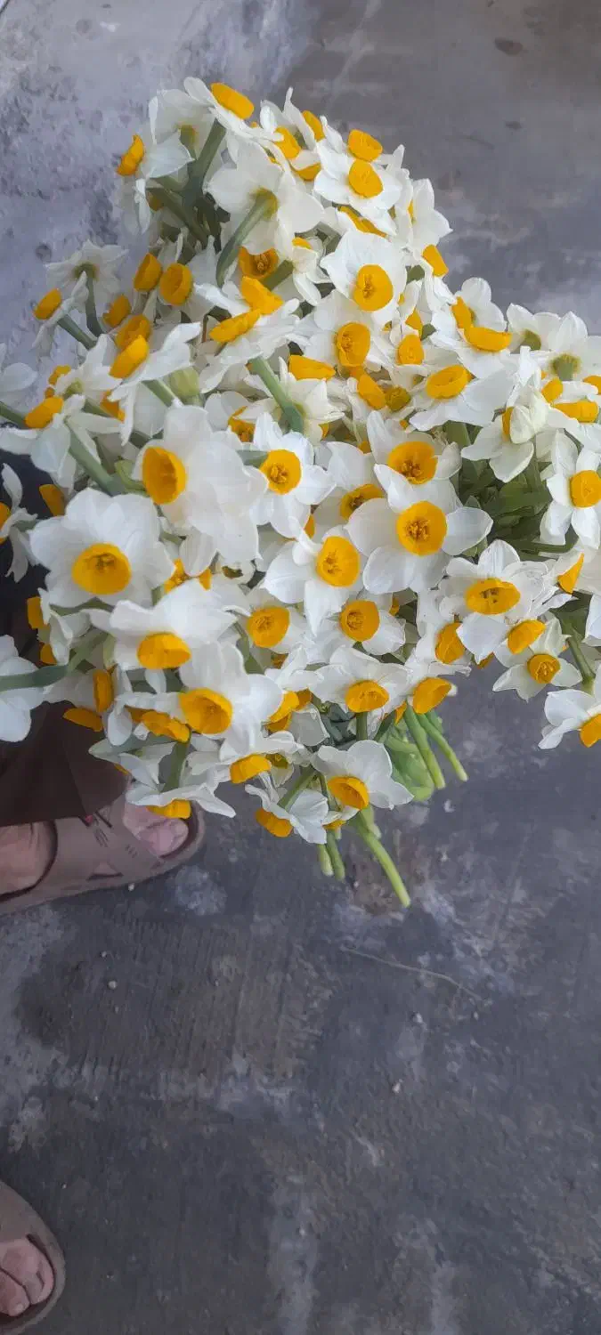 گل نرگس|گل و گیاه طبیعی|بهبهان, |دیوار