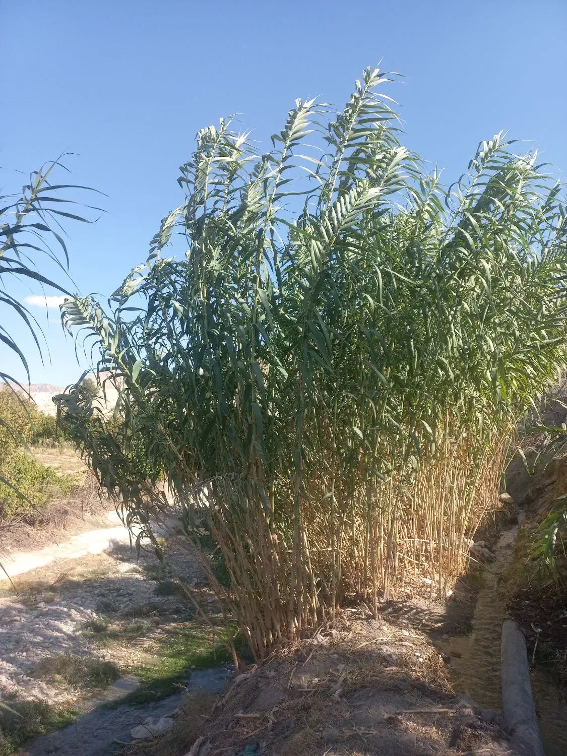 چیت|روفرشی|سیوان, |دیوار