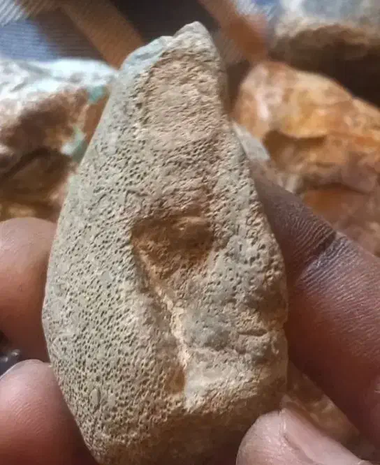 فسیل مرجان|کلکسیون اشیاء عتیقه|مبارکه, |دیوار