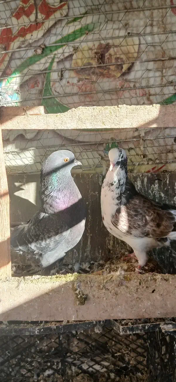 کبوتر|پرنده|هشتگرد, شهرک بعثت|دیوار