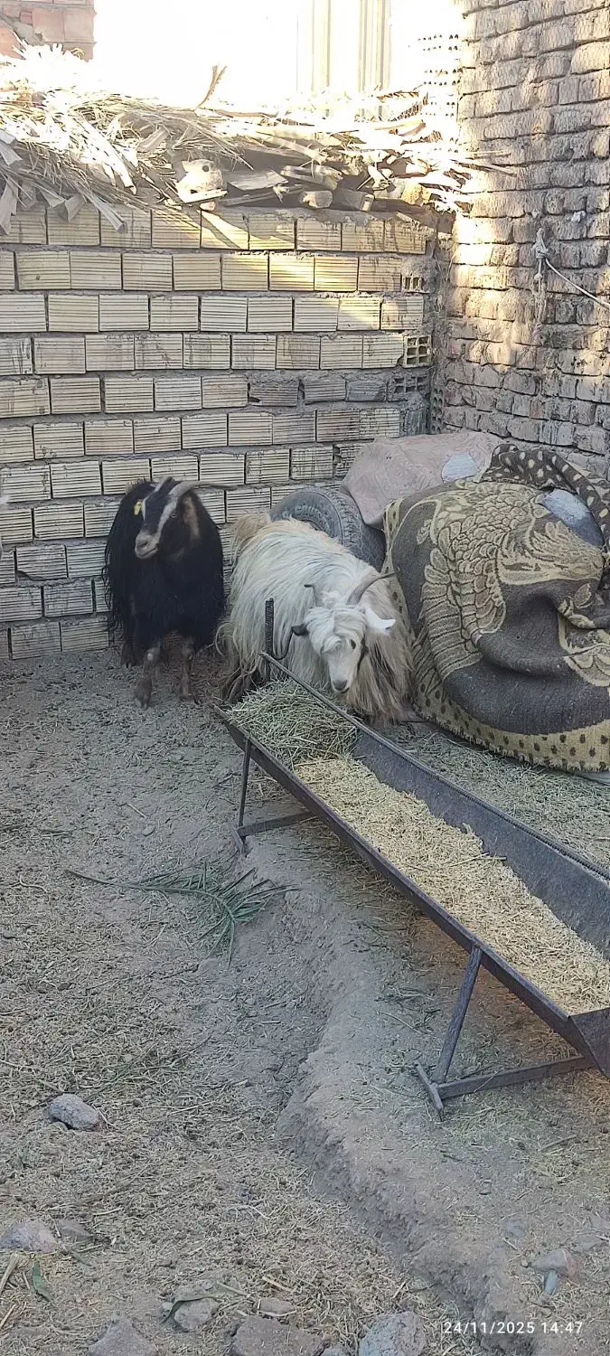 ۱۲۳|حیوانات مزرعه|بم, |دیوار