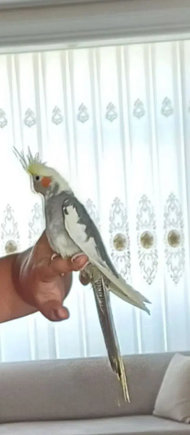 فروش،عروس هلندی شازند|پرنده|شازند, |دیوار