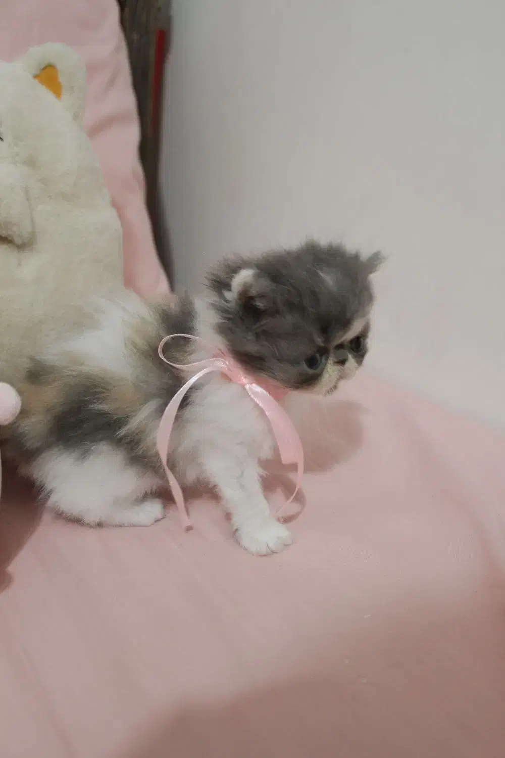 گربه پرشین سوپرفلت کالیکوی اصیل|گربه|رشت, کوی حسینی|دیوار