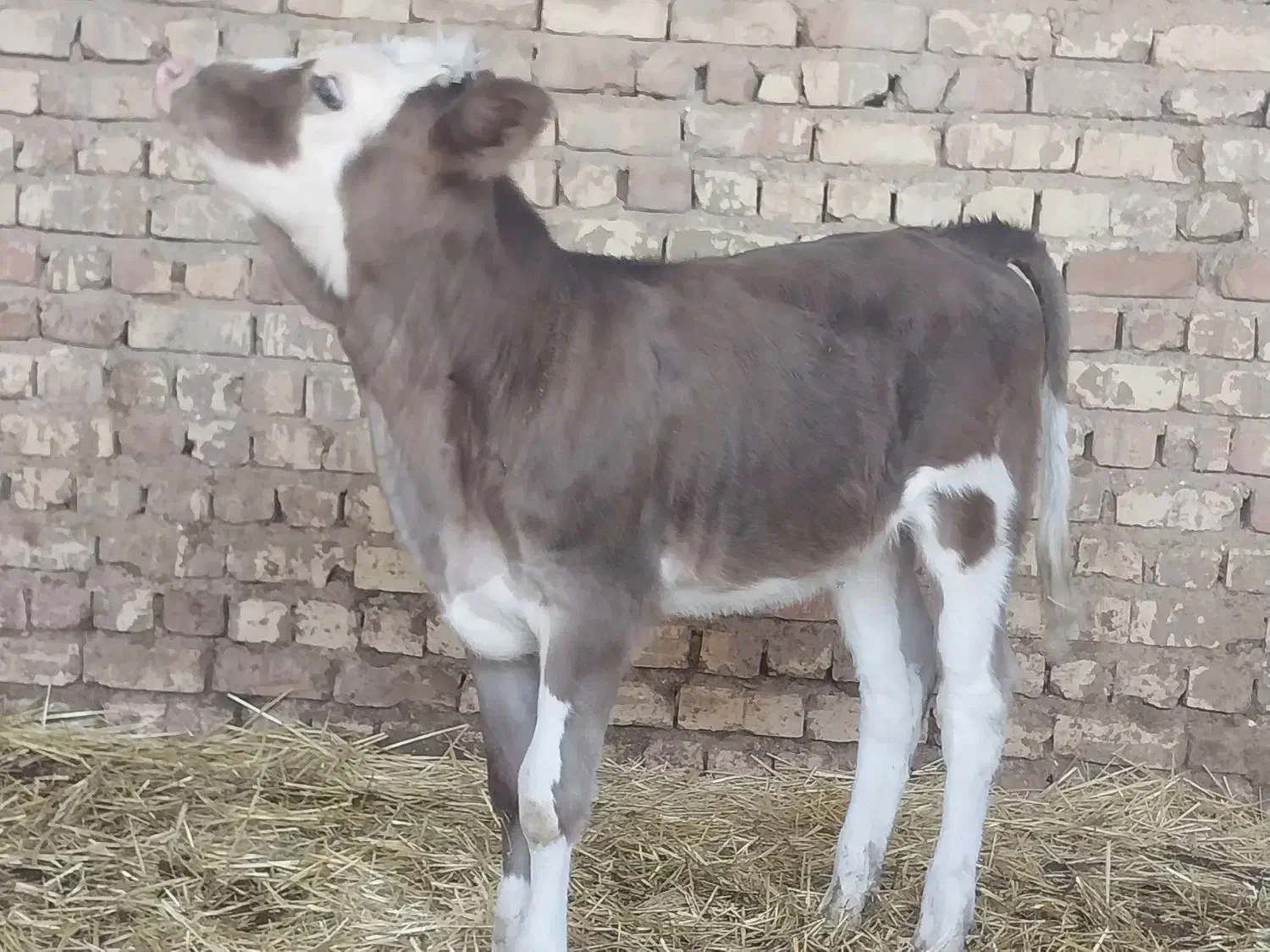 گاو گوساله ماده گوساله نر نوبر|حیوانات مزرعه|مرودشت, کناره|دیوار