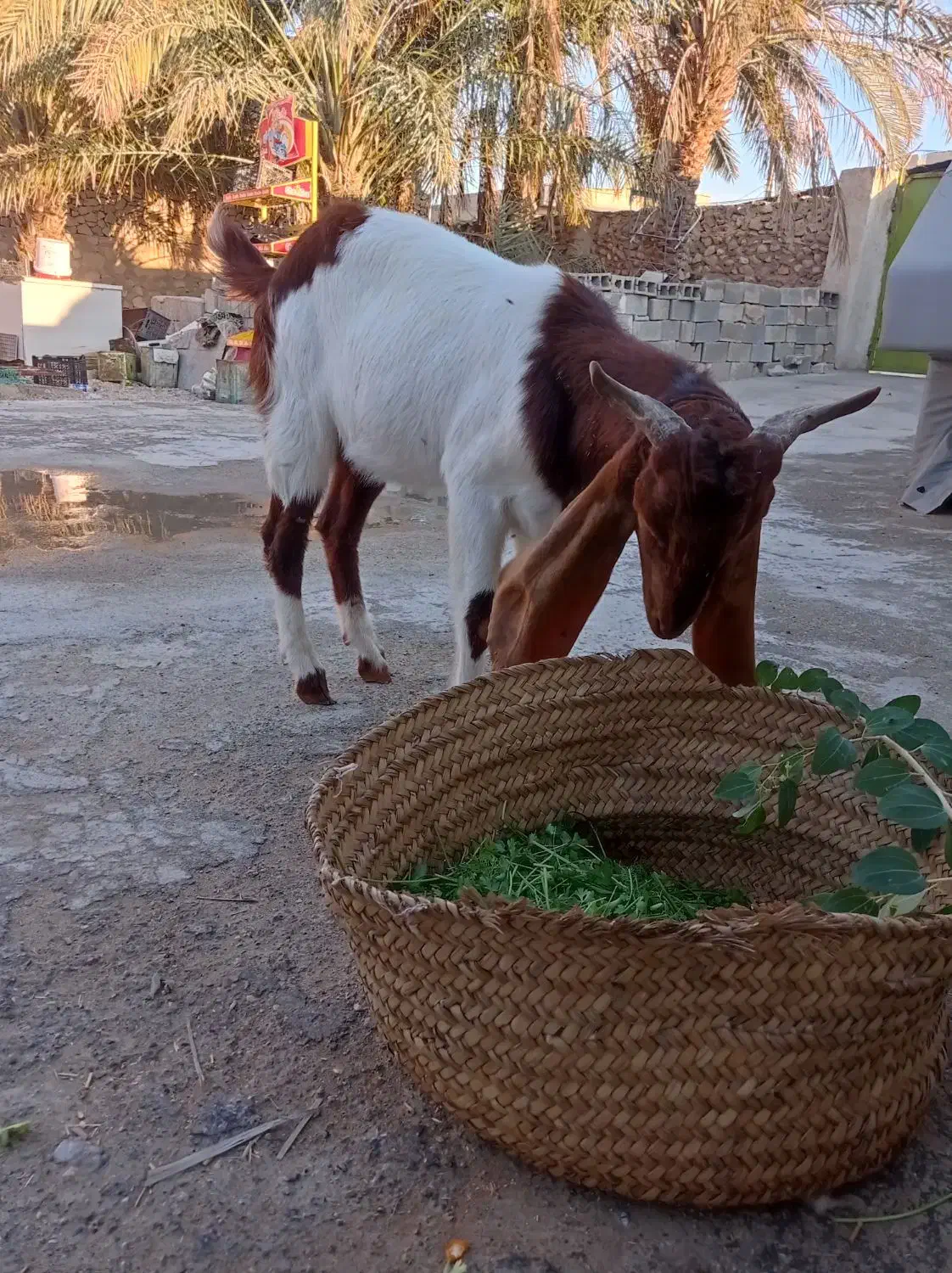 بز و کهره|حیوانات مزرعه|خورموج, |دیوار