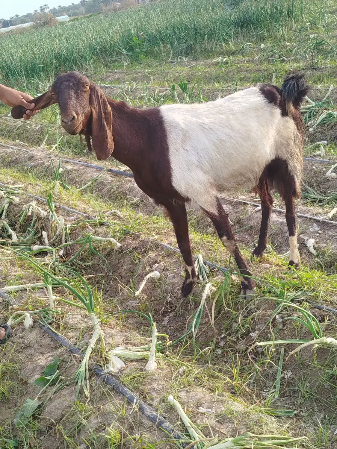 بزشیری|حیوانات مزرعه|جیرفت, |دیوار