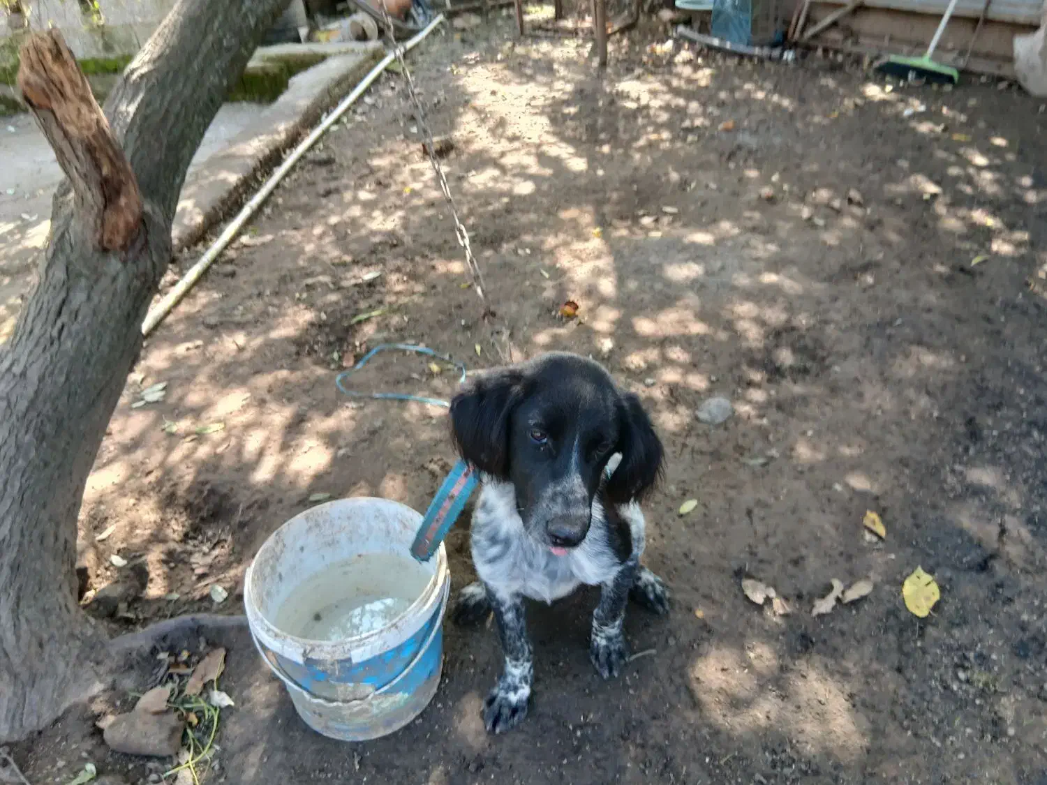 یک قلاده توله نر ستر شکاری|سگ|املش, |دیوار