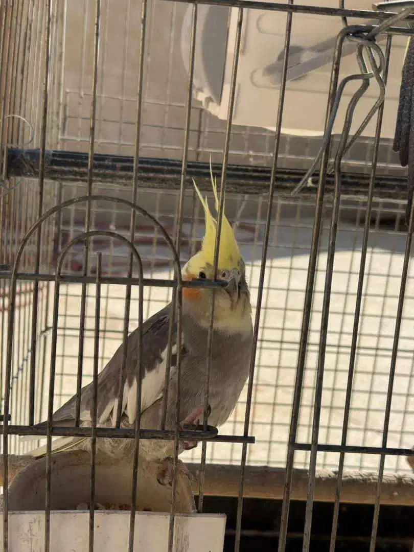 فروش عروس هلندی نر و ماده ب همراه قفس|پرنده|الوند, |دیوار