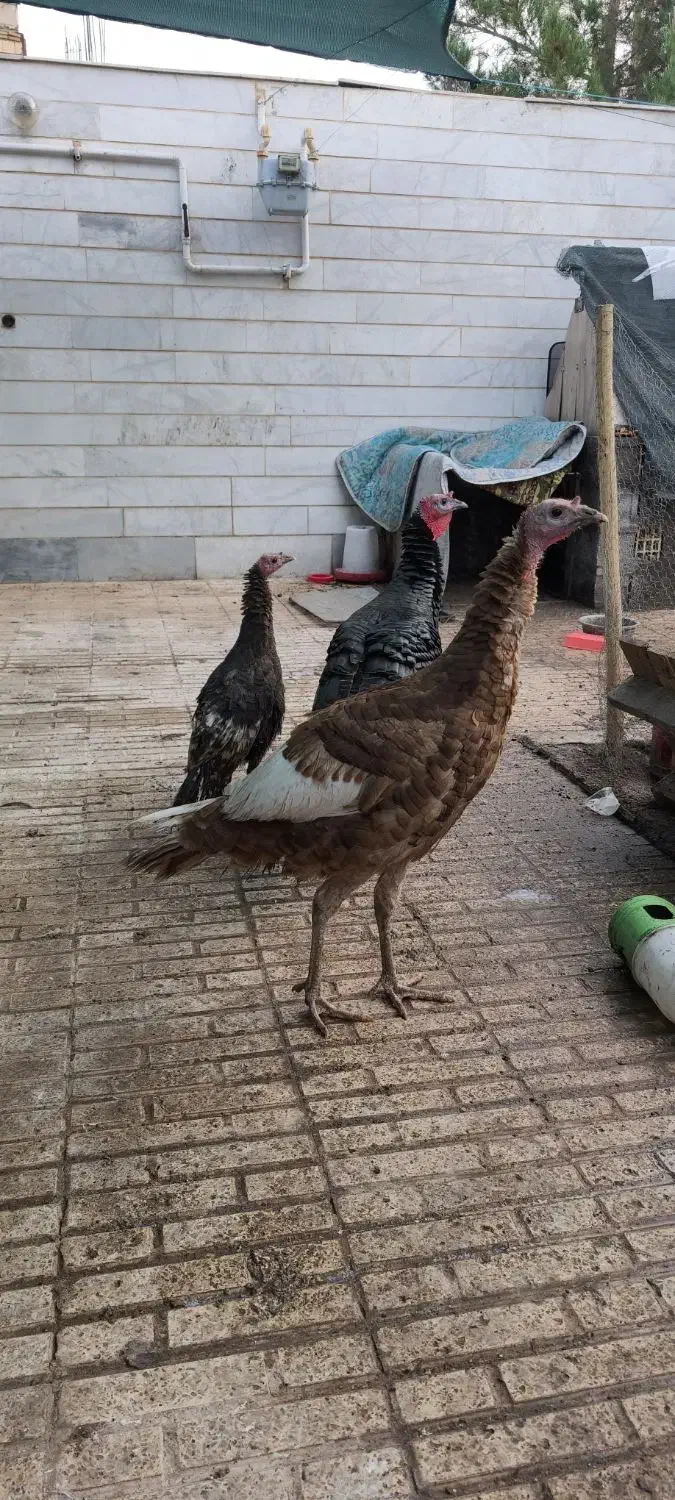 بوقلمون نر|حیوانات مزرعه|کرمان, |دیوار