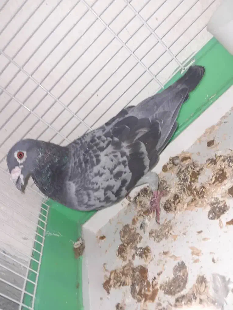 کبوتر|پرنده|گتوند, |دیوار