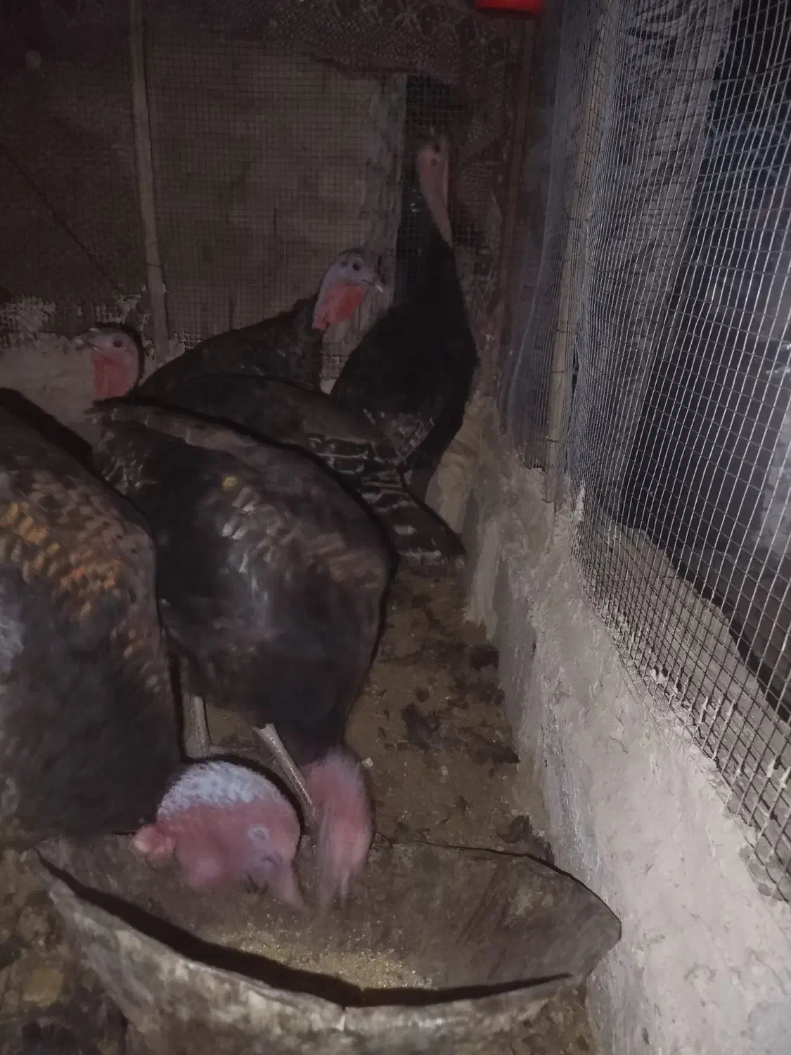 فروش 3عدد بوقلمون نر دونه ای دو ملیون|پرنده|سراوان, |دیوار