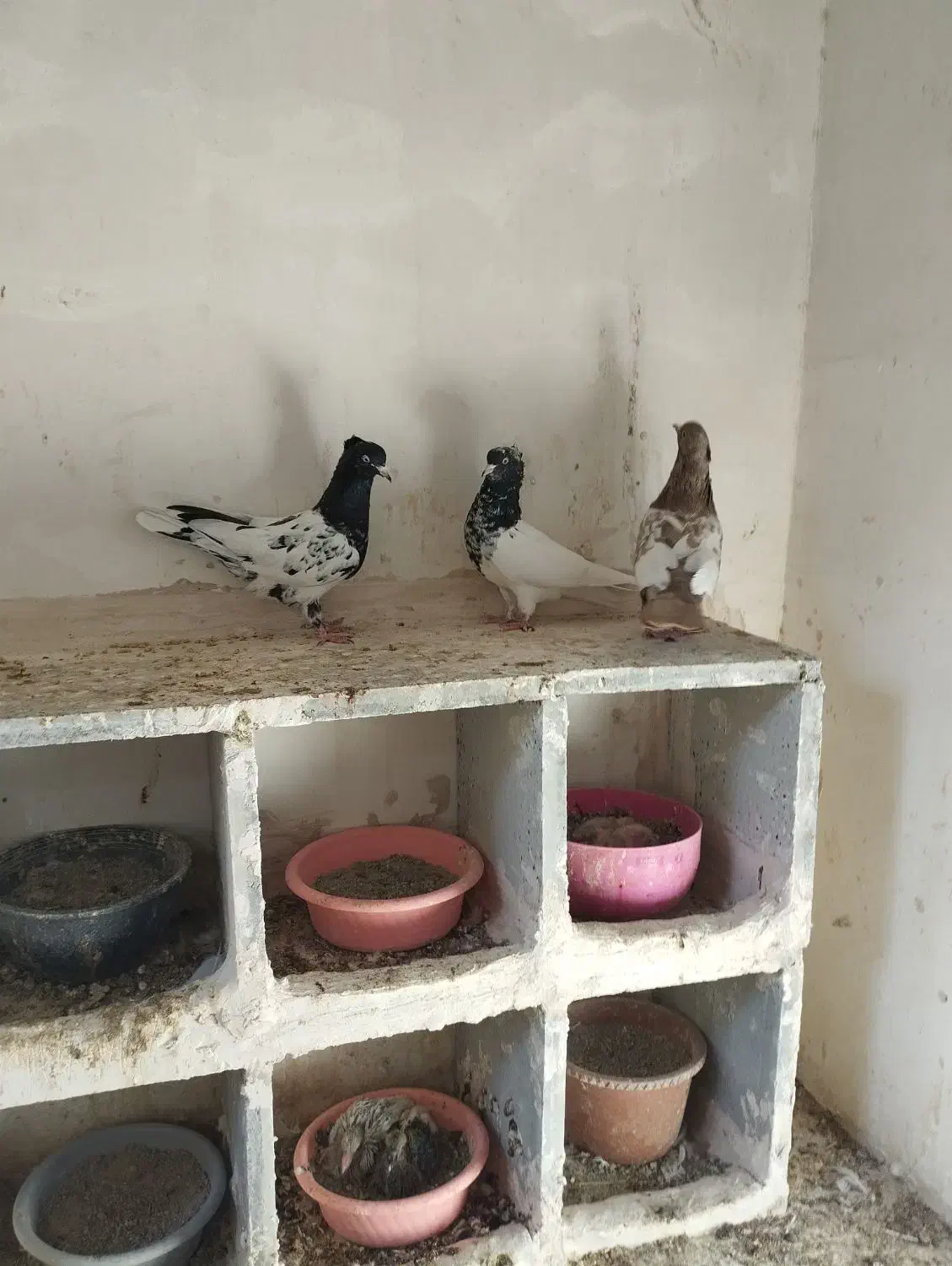 ماده کله وسینه جوانه|پرنده|شیروان (خراسان), |دیوار