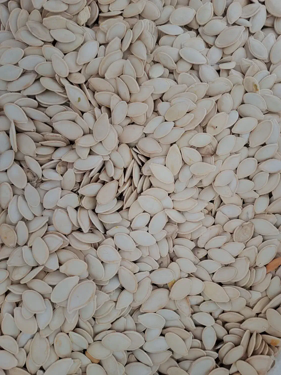 تخمه کدو اعلی درجه یک امسالی|عمدهفروشی|سمیرم, |دیوار