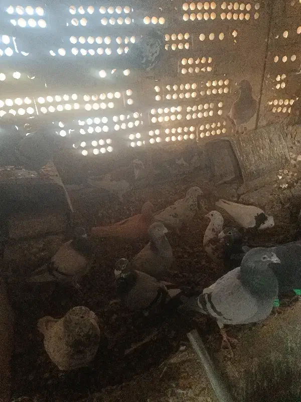 36عدد زنبور به شرط پرش|پرنده|زبرخان, |دیوار