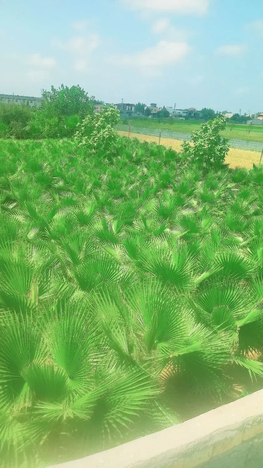 فروش برگ پالم واشنگتن|گل و گیاه طبیعی|سرخرود, |دیوار