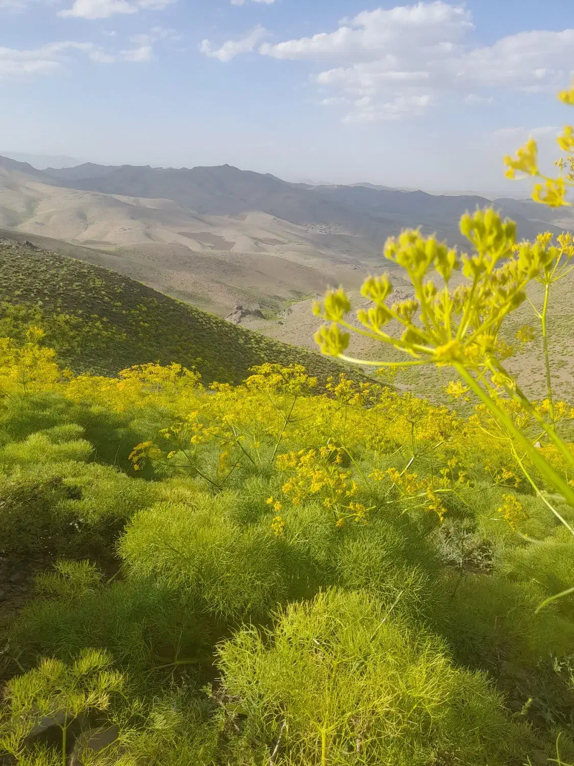 برش گندم|عمده‌فروشی|سنندج, |دیوار