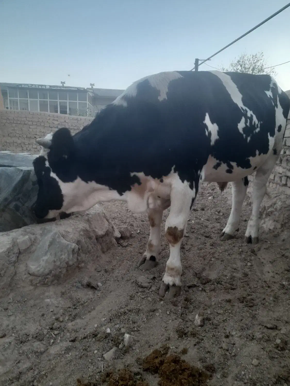 فروشی|حیوانات مزرعه|قیدار, |دیوار